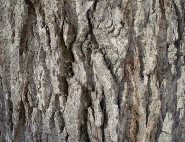 Büyük kavak kabuğundan yapılmış ahşap zemin