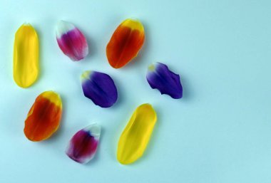 Lale yapraklarından yapılmış güzel renkli bir arka plan.