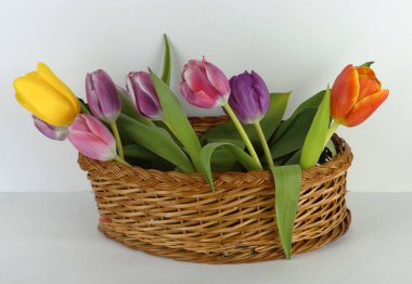 Lale demeti beyaz arka planda bir sepetin içinde yatıyor.