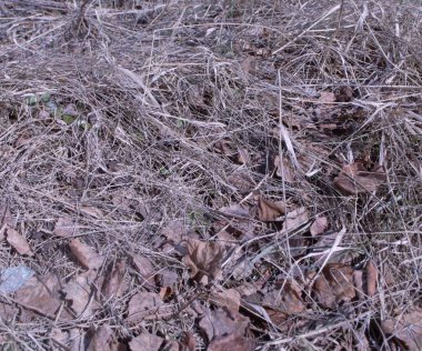 Kuru gevrek ve ottan oluşan gri arkaplan