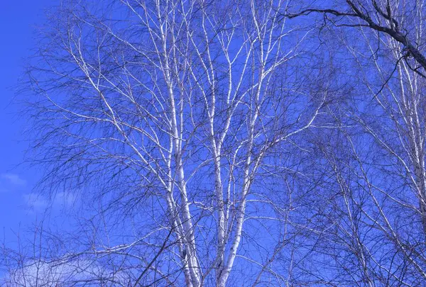 Blattlose Birke Wächst Inmitten Eines Blauen Klaren Himmels — Stockfoto