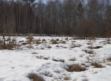 Kuru tümsekler ve ağaçlarla dolu bir açıklık.
