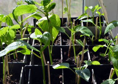 Pencere kenarında küçük kırmızı biber tohumları yetişiyor.