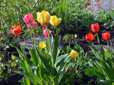İlkbahar günü toprakta güzel laleler yetişir.