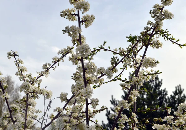 Ramas Árbol Floreciente Crecen Justo Cielo —  Fotos de Stock