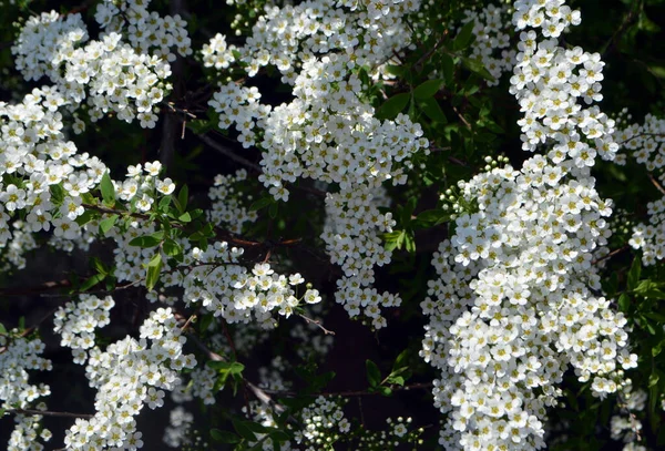 Blühender Pflaumenbaum Wächst Einem Klaren Sommertag — Stockfoto