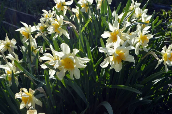 Vackra Blommor Växer Gräset Sommardag — Stockfoto
