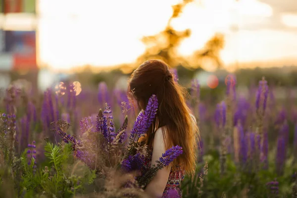 Krásná Dívka Lupinovém Poli Dívka Drží Kytici Lupinů — Stock fotografie