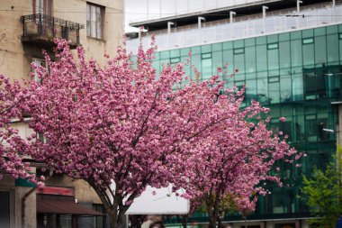 Sakura. Kiraz çiçekleri Japonya 'da. Pembe bahar çiçeği arkaplanı.