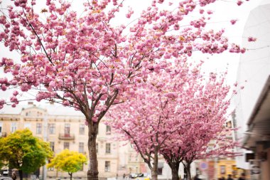 Sakura. Kiraz çiçekleri Japonya 'da. Pembe bahar çiçeği arkaplanı.
