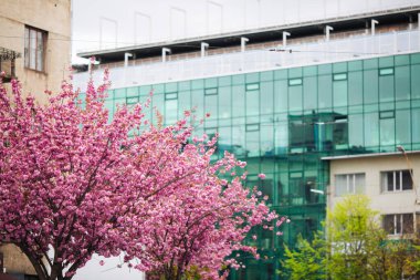 Pembe kiraz çiçeği sakura çiçekleri. Şehirde.