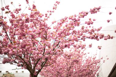 Lviv 'de kiraz çiçekleri açar.