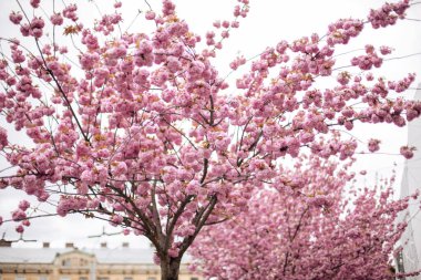 Kiraz çiçekleri, kiraz çiçekleri, güzel bahar kiraz çiçekleri, solmuş pastel pembe ve beyaz arka planda..