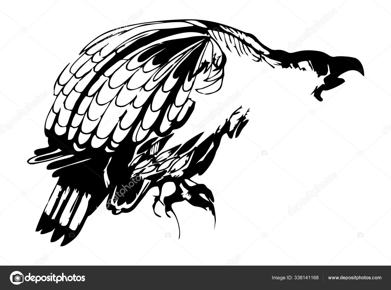 Dibujo de ilustración de tinta de dos águila o halcón, blanco y negro,  aislado, para impresión personalizada y diseño de logotipo Vector de stock  #338141168 de ©Natalya_Volodeva, image size:1600x1189