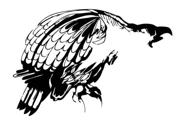 Ink illustration drawing of two eagle or hawk, black and white, isolated, for custom print and logo design