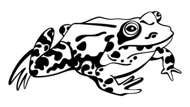 Calligraphic style ink drawing of amphibian frog, black and white, isolated, for custom print and logo design vector Calligraphic style ink drawing of amphibian frog, black and white, isolated, for custom print and logo design vector