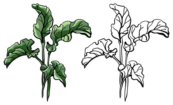 Dessin réaliste de feuilles de plantes de bundock, coloré et noir et blanc, isolé, pour l'impression personnalisée et la conception de logo. — Image vectorielle