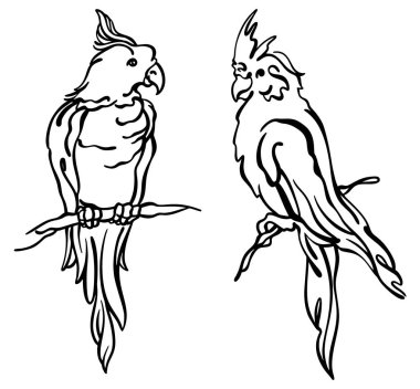 Ink drawing of two tropical cockatoo parrots, black and white, isolated, for custom print and logo design