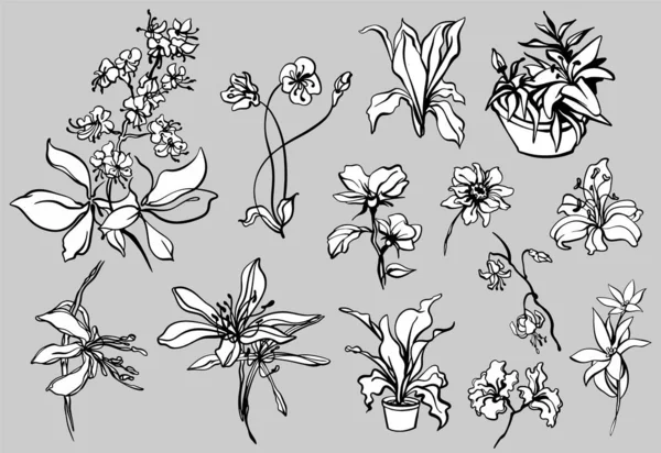 Collection de fleurs stylisées linéaires, lis, orchidées, pots de fleurs, noir et blanc et isolé, pour une impression et un design personnalisés. — Image vectorielle