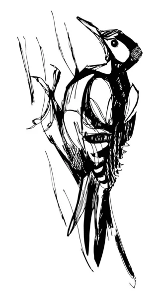 Desenho de tinta de pássaro pica-pau da floresta, preto e branco, isolado, para impressão personalizada e design de logotipo — Vetor de Stock