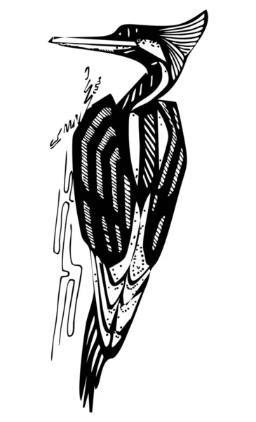 カスタムプリントとロゴデザインのための、森のキツツキの鳥、黒と白、隔離されたの様式化されたインクの図面 — ストックベクタ