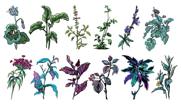 Collection of realistic drawings of herbs, chinese clove, meadow flowers, plants, leaves,, rhubarb, amaranthine, nettle, bundock; colorful, isolated, for custom print and design. Royalty Free Stock Vectors