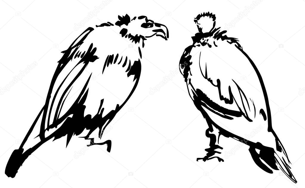 Ink drawing of two eagle or hawk birds, black and white, isolated, for custom print and logo design