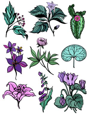 Orman ve çayır bitkilerinin ve çiçeklerin şekillendirilmiş çizimlerinin koleksiyonu: kaktüs, stramonyum, aquilegia, renkli, izole edilmiş, özel baskı ve dizayn için.