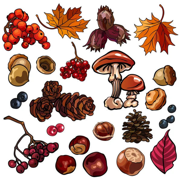 Őszi evező, gomba, mogyoró, makk, ribizli, fenyőtoboz, bogyók, gesztenye, őszi levelek, bogyók és zöldségek színes illusztrációinak gyűjteménye, elkülönítve, egyedi tervezéshez és nyomtatáshoz — Stock Vector