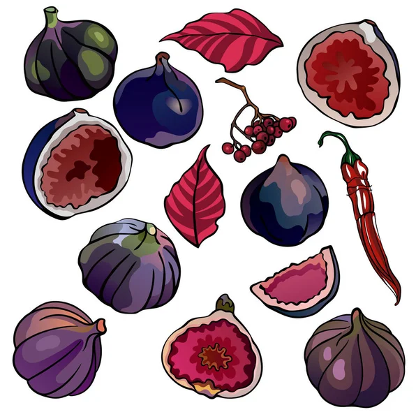 Fügék, bogyók, levelek, paprika, gyümölcsök színes illusztrációinak gyűjteménye, vörös és lila színű, elszigetelt, egyedi tervezéshez és nyomtatáshoz — Stock Vector