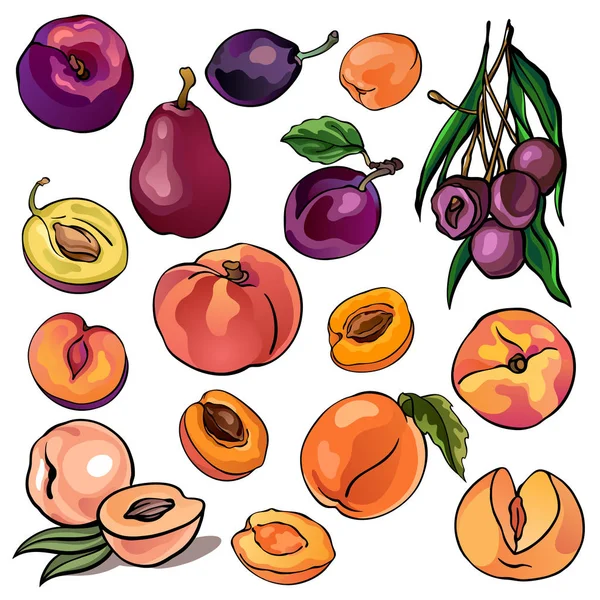 Verzameling van perziken, peren, pruimen, abrikozen, kleurrijke illustraties van fruit, oranje en paarse kleur, geïsoleerd, voor aangepaste ontwerp en print — Stockvector