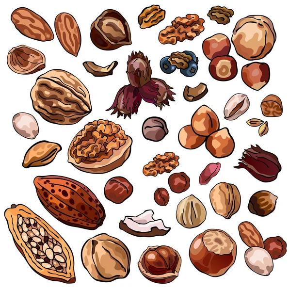 Collection of cocoa beans, nutmegs, walnuts, coconuts, peanuts, hazelnuts, almonds, colorful illustrations of nuts, isolated, for custom design and print