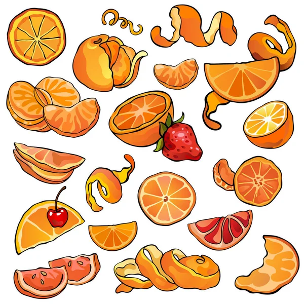 Citrusfélék, narancsok, mandarinok és mandarinok gyűjteménye, gyümölcsök színes illusztrációi, narancs színű, elszigetelt, egyedi tervezéshez és nyomtatáshoz — Stock Vector