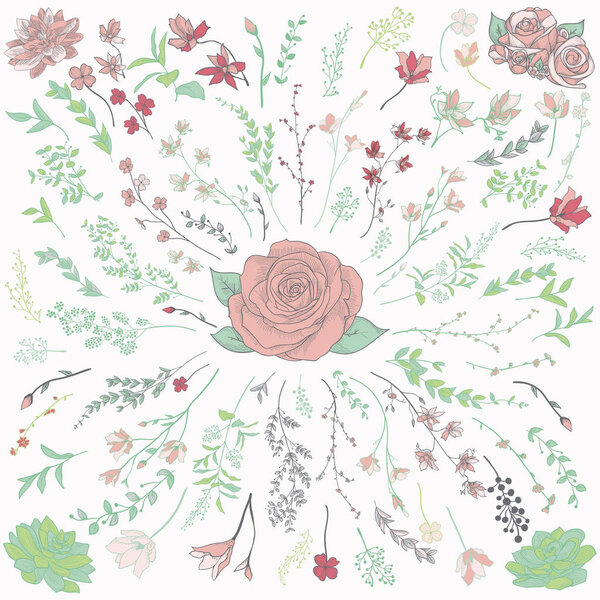 Colorful Drawn Herbs, Plants and Flowers. Vector Illustration