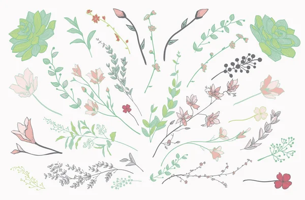 Ervas, plantas e flores coloridas desenhadas. Ilustração vetorial —  Vetores de Stock