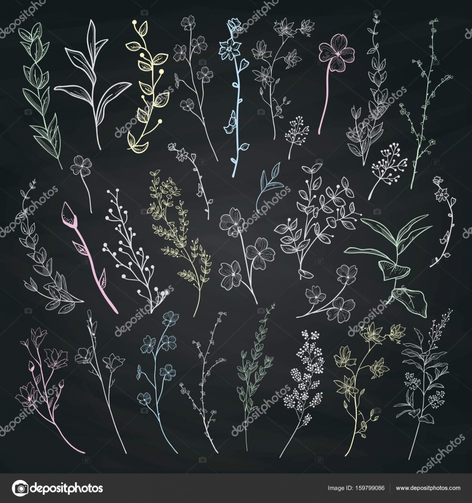 チョークのハーブ 植物や花を描画します ベクトル図 無料のストックベクター C Oliafedorovsky