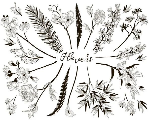 Gran colección de elementos de diseño floral — Archivo Imágenes Vectoriales