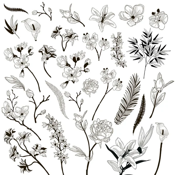 Colección vectorial de elementos de diseño floral dibujado — Archivo Imágenes Vectoriales