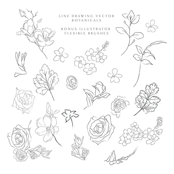 Linienzeichnung Vektorbotanik, Blumen, Pflanzen — Stockvektor