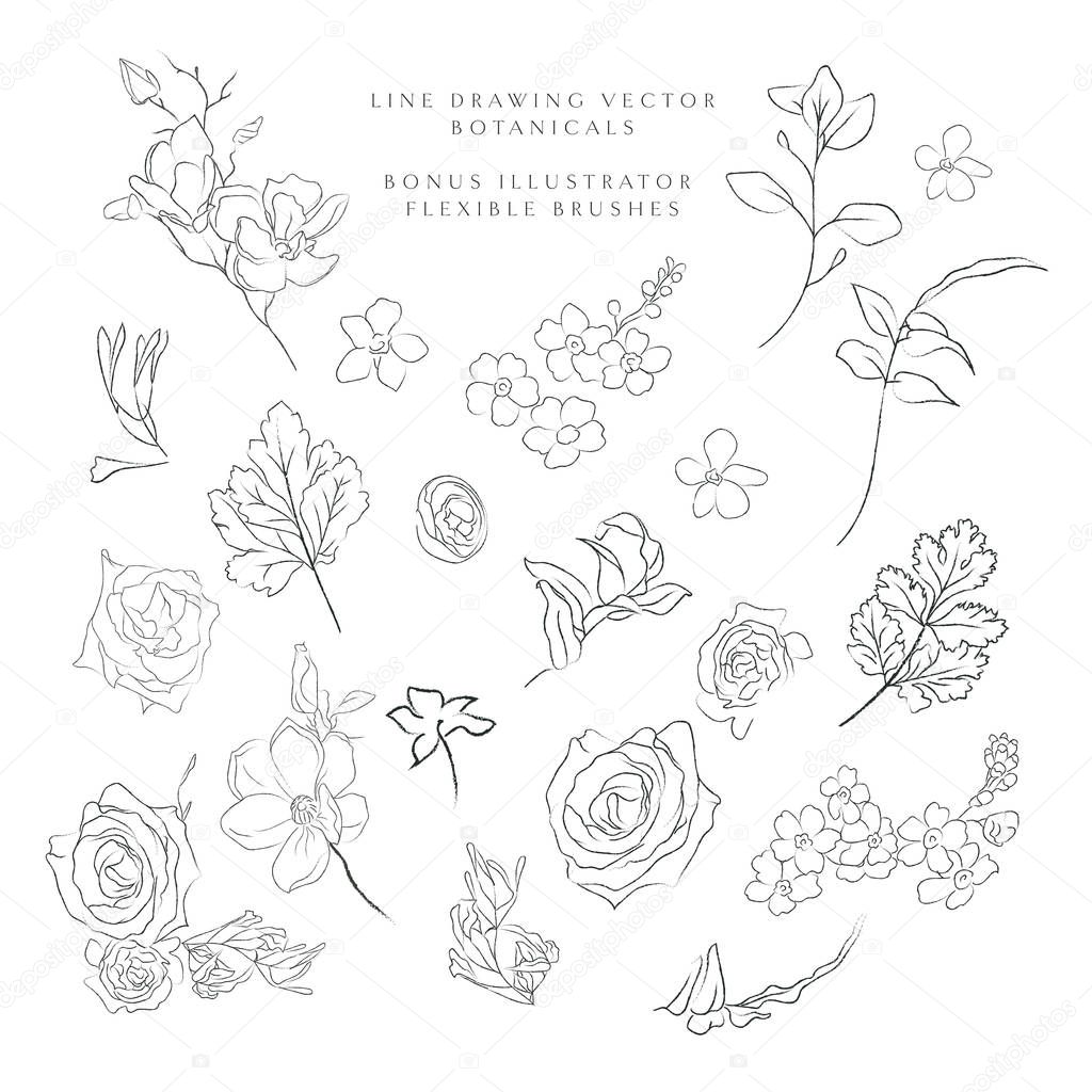 Line drawing vector botanicals, flowers, plants