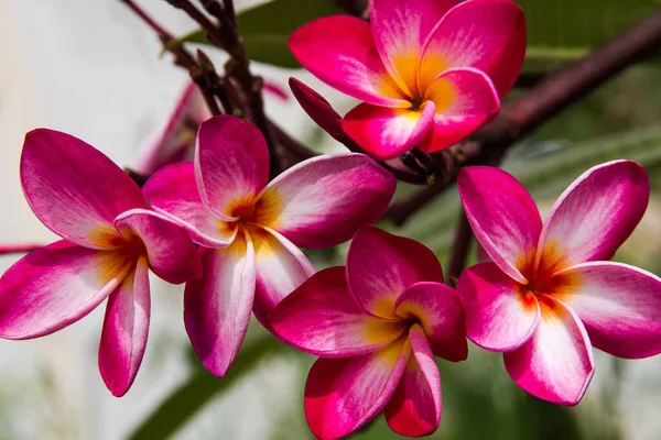 Plumeria vermelha flores beleza na natureza, flor de frangipani — Fotografia de Stock