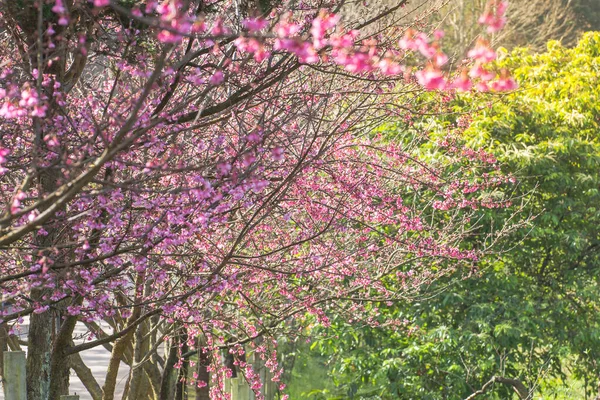 Cherry blossom or sakura flowers at Doi angkhang mountain,chiang — 图库照片