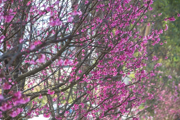 Cherry blossom or sakura flowers at Doi angkhang mountain,chiang — Stock Photo, Image