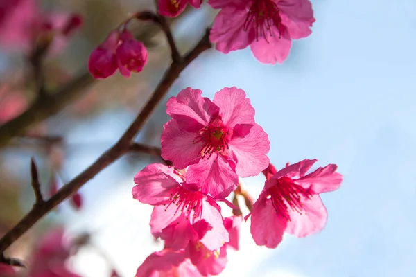 Cherry blossom or sakura flowers at Doi angkhang mountain,chiang — 图库照片