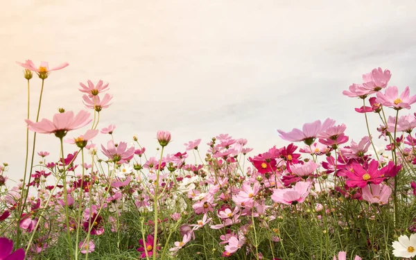 Cosmos Campo de flores bonito de fundo, flor da estação da primavera — Fotografia de Stock