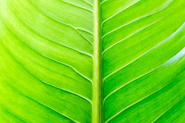 Texture d'une feuille verte comme fond, Texture des feuilles vertes — Photo