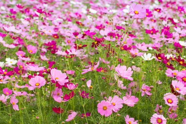 Belo de Cosmos Campo de flores para fundo, temporada de primavera fl — Fotografia de Stock