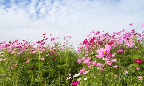 Belo de Cosmos Campo de flores para fundo, temporada de primavera fl — Fotografia de Stock