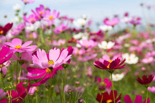 Schöne des Kosmos Blumenfeld für Hintergrund, Frühlingssaison fl — Stockfoto