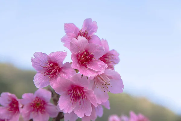 Cherry blossom or sakura flowers at Doi angkhang mountain,chiang — Φωτογραφία Αρχείου